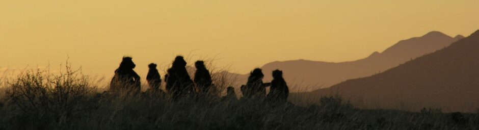  Tsaobis Baboon Project 